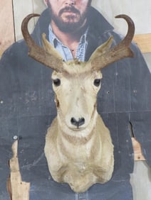 Vintage Pronghorn Sh Mt TAXIDERMY