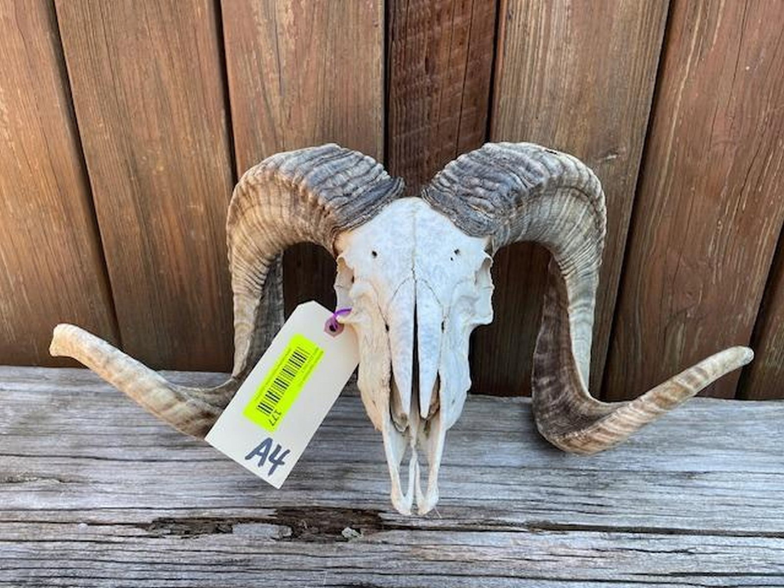 Corsican Ram skull, with Big horns, 29 1/2 & 30 inches long with a 20 inch spread at horn tips excel (1 of 4)