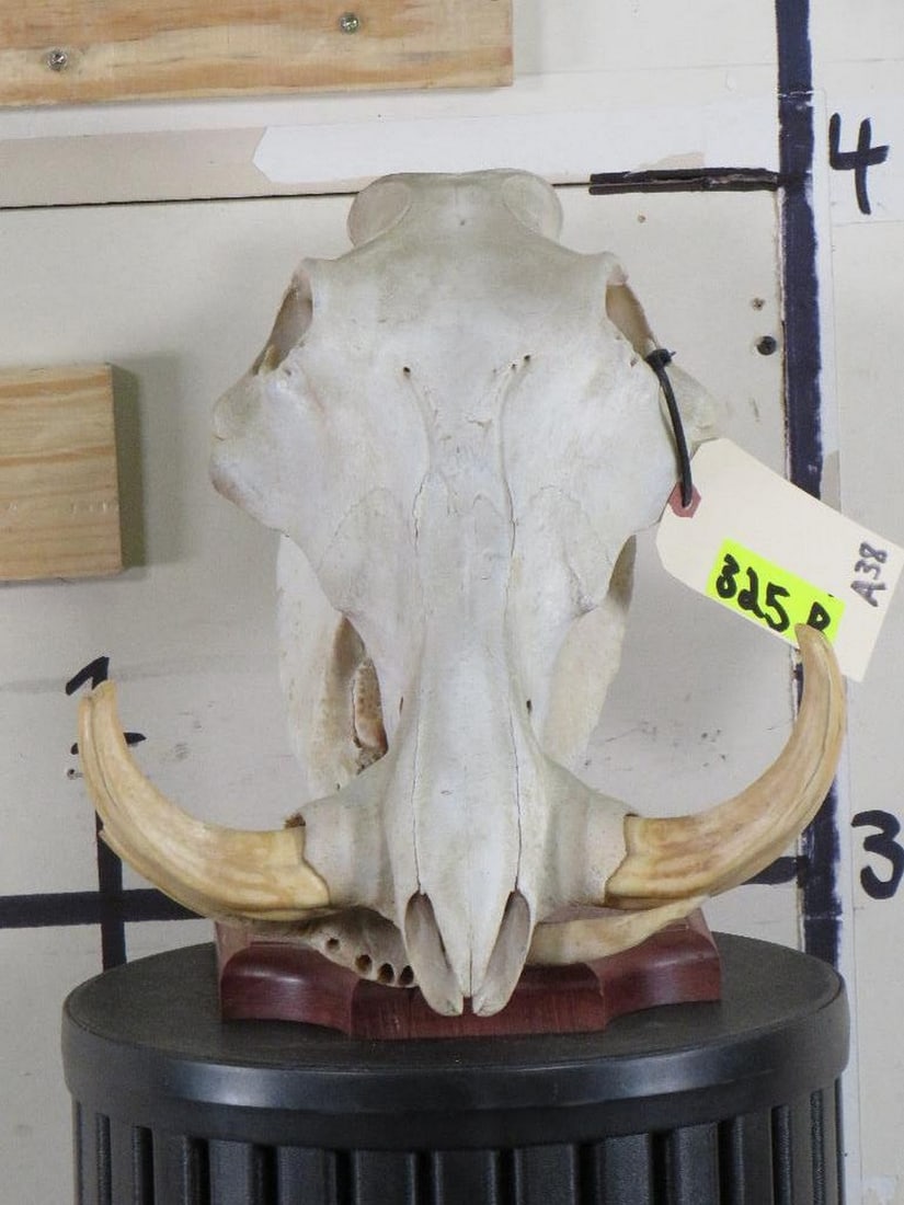 Warthog Skull on Nice Table Display TAXIDERMY (1 of 8)