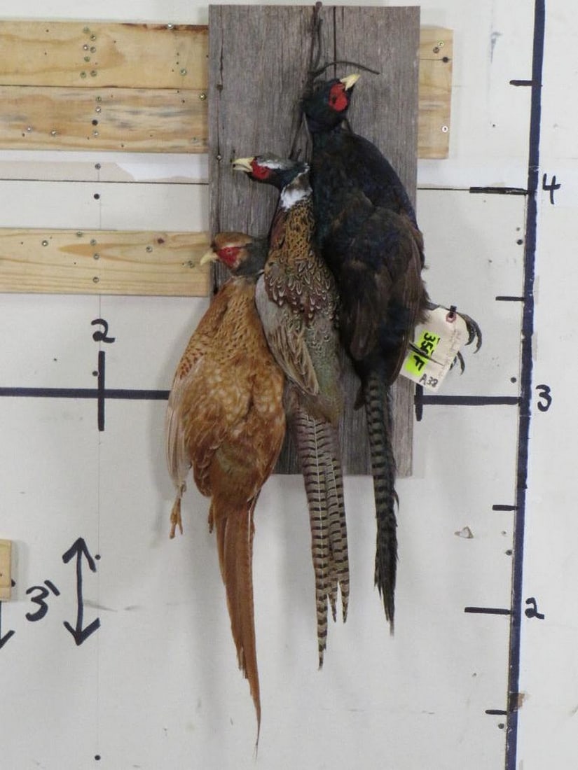 3 Dead Mt Pheasants 3 Different Color Variations TAXIDERMY (1 of 8)