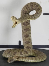 New/Nice Lifesize Striking Prairie Rattlesnake TAXIDERMY