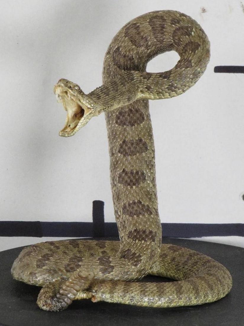 New/Nice Lifesize Striking Prairie Rattlesnake TAXIDERMY