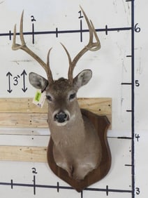 8 Pt Whitetail Sh Mt TAXIDERMY