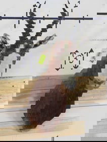 Blesbok Sh Mt TAXIDERMY