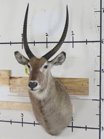 Waterbuck Sh Mt TAXIDERMY
