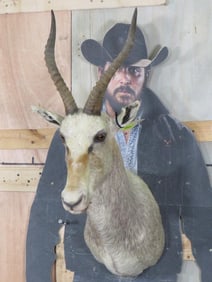 White Blesbok Sh Mt TAXIDERMY