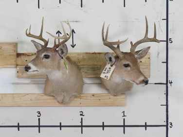2 Whitetail Sh Mts (ONE$) TAXIDERMY