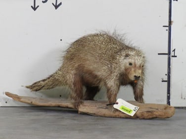 Lifesize Porcupine on Base TAXIDERMY
