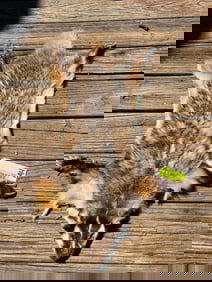 North American Badger complete skin, feet & claws, excellent , 32 inches long X 24 inches wide.at fr