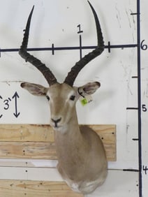 Impala Sh Mt TAXIDERMY