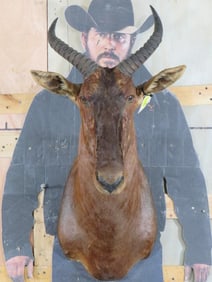 Tsessebe Sh Mt TAXIDERMY