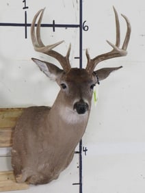 8 Pt Whitetail Sh Mt TAXIDERMY
