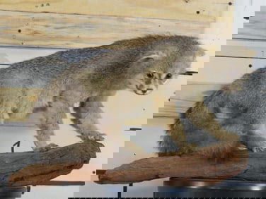 Cute Derpy Lifesize Fox on Wood Base TAXIDERMY