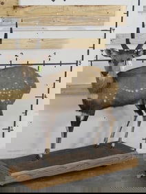 Lifesize Bushbuck on Base w/Wheels TAXIDERMY