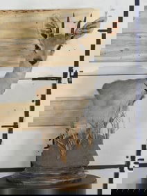 Steenbok Table Pedestal TAXIDERMY