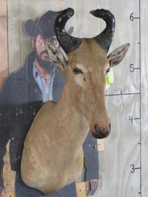 Lichtenstein Hartebeest Sh Mt TAXIDERMY