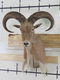 Aoudad Sh Mt TAXIDERMY