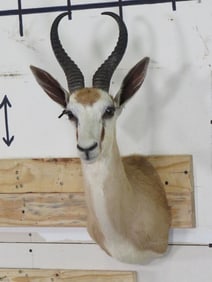 Springbok Sh Mt TAXIDERMY