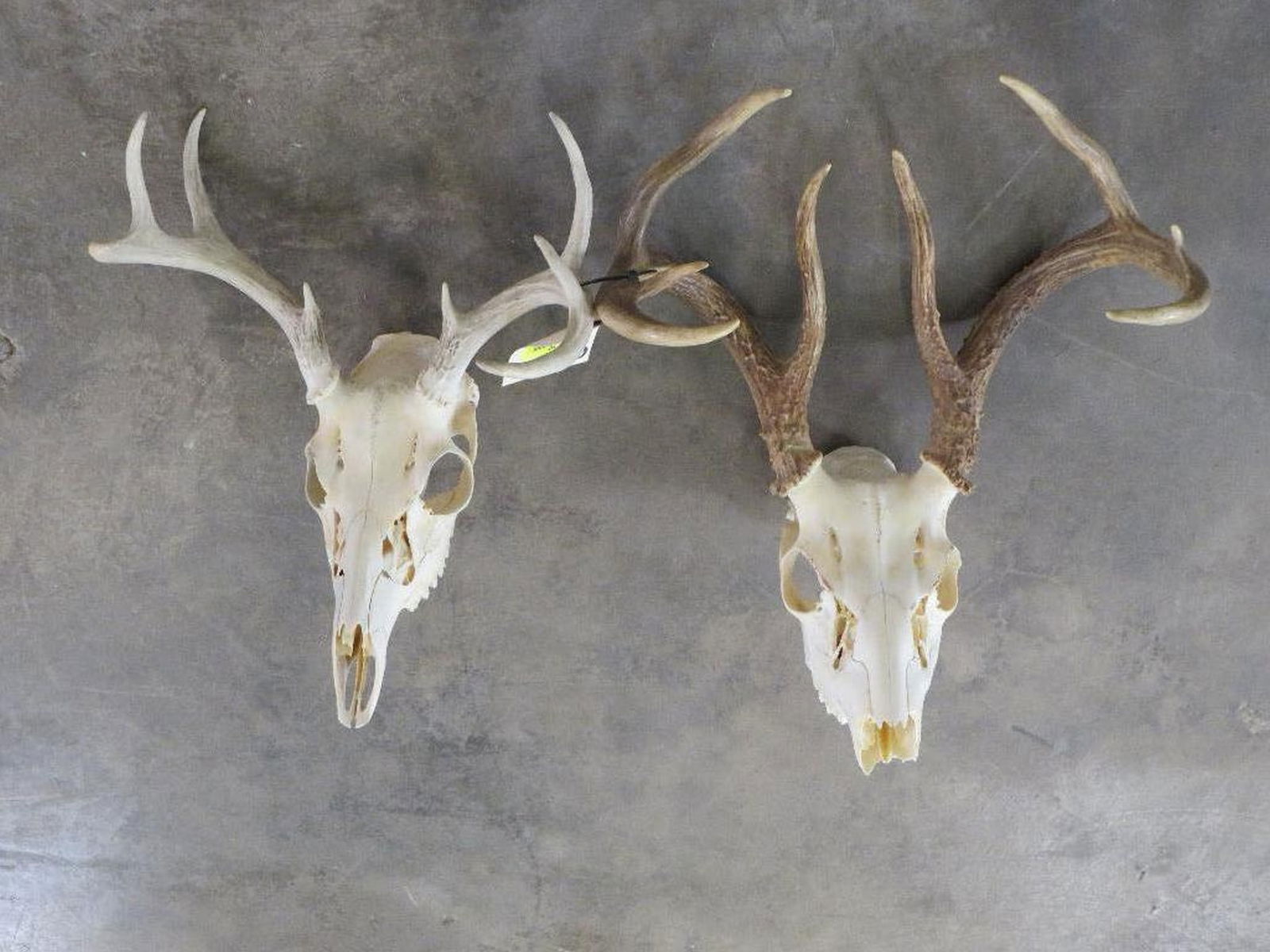 2 Whitetail Skulls (ONE$) TAXIDERMY (1 of 6)