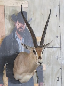 Grant's Gazelle Sh Mt TAXIDERMY