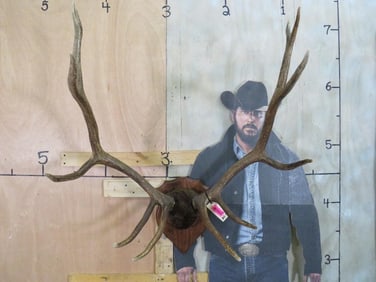 Elk Rack on Plaque TAXIDERMY