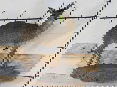 Lifesize Klipspringer on Base TAXIDERMY