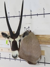 Gemsbok Sh Mt TAXIDERMY
