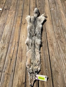 Awesome western pale Coyote fur, Heavy furred, NEW tan, 57 inches long great taxidermy , log cabin d