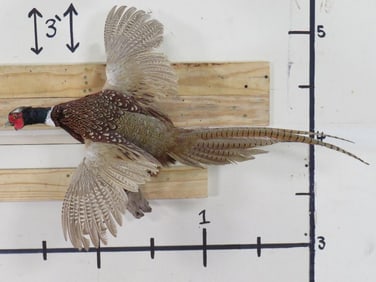 Lifesize Flying Pheasant TAXIDERMY