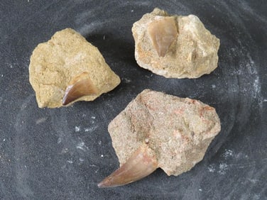 3 Fossilized Mososaur/Mososaurus Teeth in Matrix FOSSILS/ROCKS/MINERALS