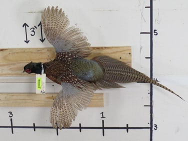 Beautiful Lifesize Flying Pheasant TAXIDERMY
