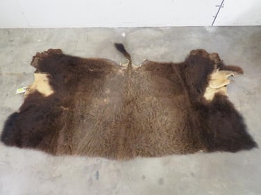 Buffalo Back Hide TAXIDERMY