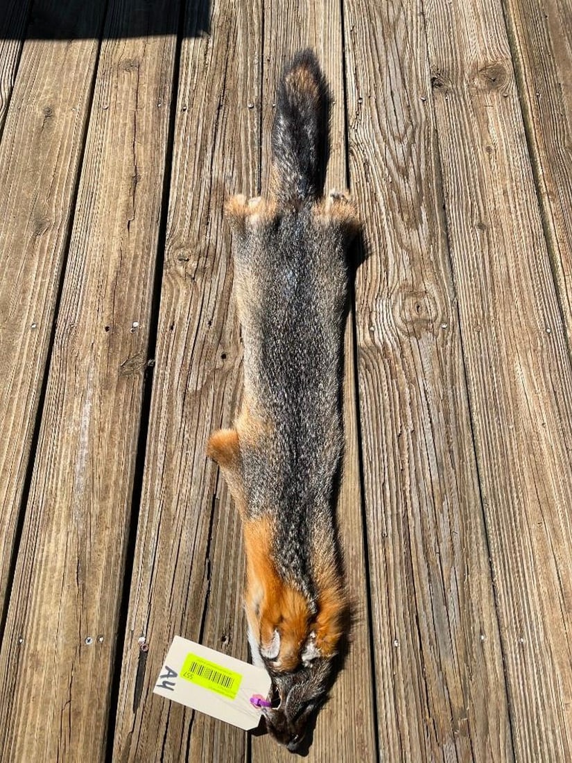 XXLG, Grey Fox fur, skin, 40 inches long, NEW tan, great taxidermy , log cabin decor (1 of 3)