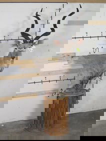 Kudu Pedestal Mt TAXIDERMY