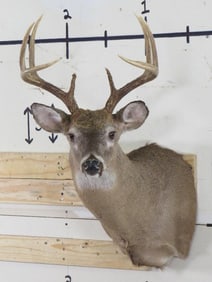 8 Pt Whitetail Sh Mt TAXIDERMY