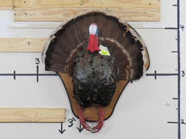 Half Body Turkey on Plaque TAXIDERMY