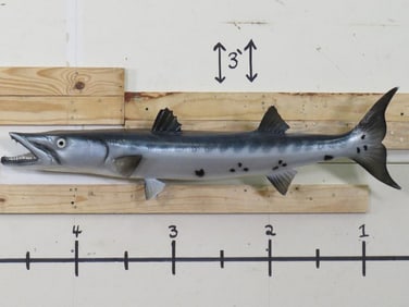 Nice Baracuda Fish Mt TAXIDERMY