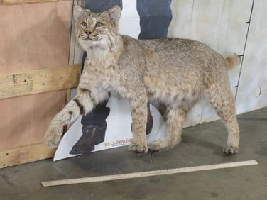 Nice Lifesize Bobcat w/No Base TAXIDERMY