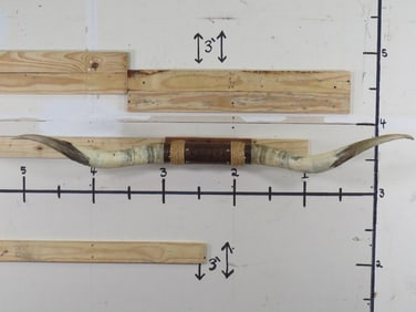 Mounted Longhorns 64 1/4" Tip to Tip TAXIDERMY