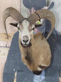 Red Sheep Sh Mt TAXIDERMY