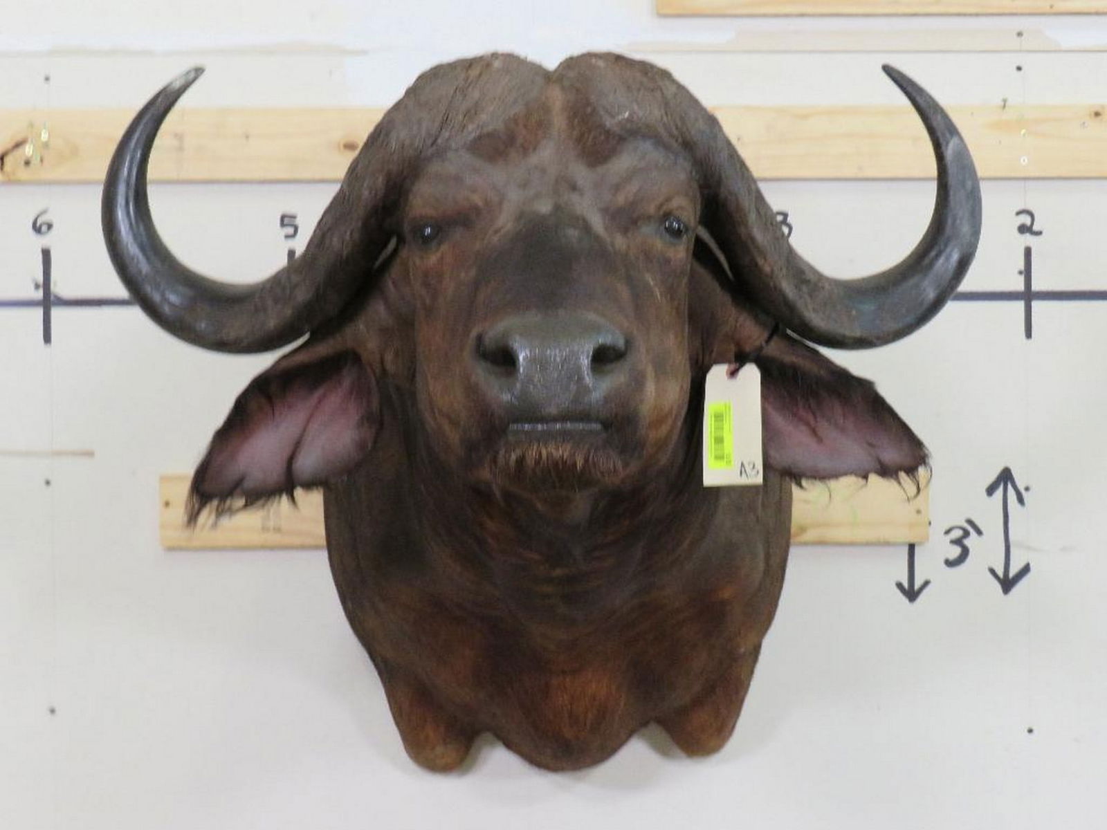 Cape Buffalo Sh Mt TAXIDERMY (1 of 10)