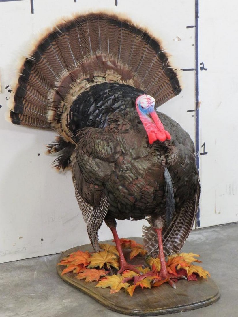 Lifesize Strutting Turkey On Wood base TAXIDERMY (1 of 10)