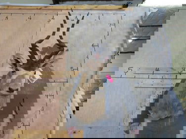 Vintage Addax Sh Mt *TX RES ONLY* TAXIDERMY