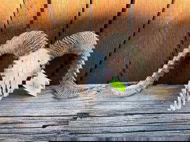 Really Nice Corsican Sheep/ram skull, with big horns , 25 inches long with a 21 inch spread, great t