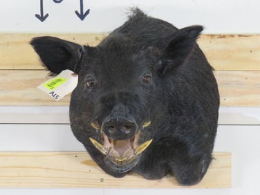Pig Sh Mt w/Repro Teeth TAXIDERMY