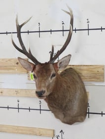Elk Sh Mt TAXIDERMY