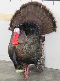 Lifesize Strutting Turkey *No base* TAXIDERMY