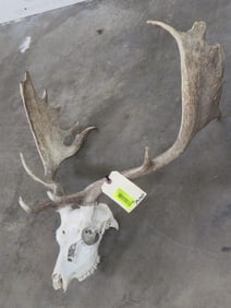 Fallow Deer Skull TAXIDERMY