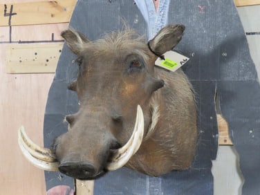 Warthog Sh Mt TAXIDERMY