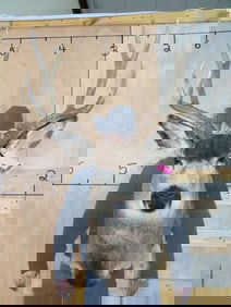 Nice Mule Deer Sh Mt TAXIDERMY